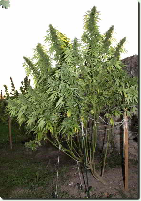 5f6541.jpg