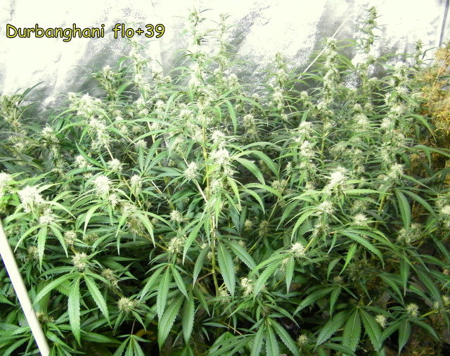 DSCF5810.JPG