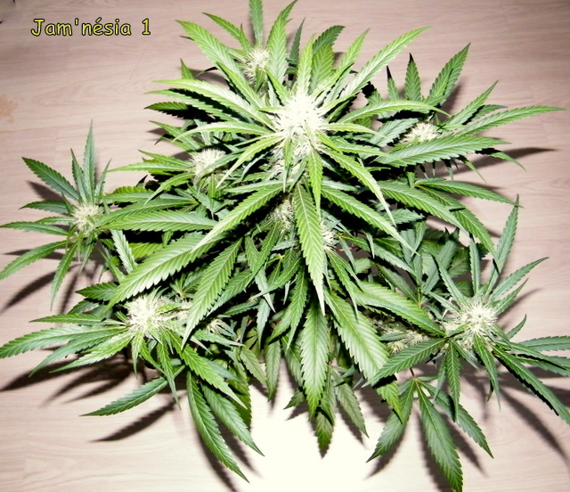 DSCF5813.JPG