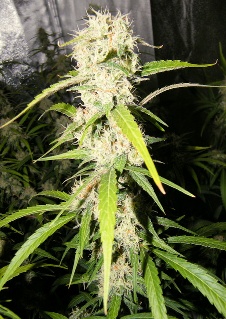 DSCF5832.JPG