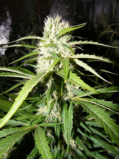 DSCF5833.JPG