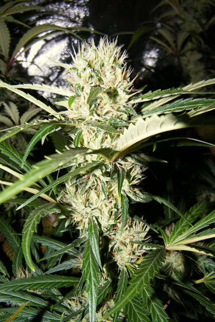 DSCF5834.JPG