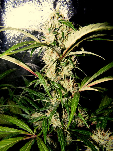 DSCF5835.JPG