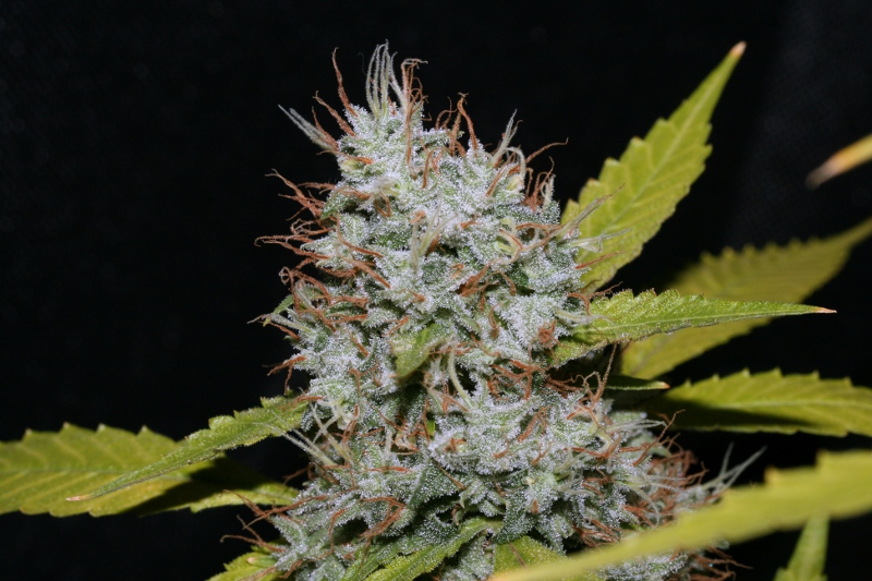 Kush MiX (1).JPG