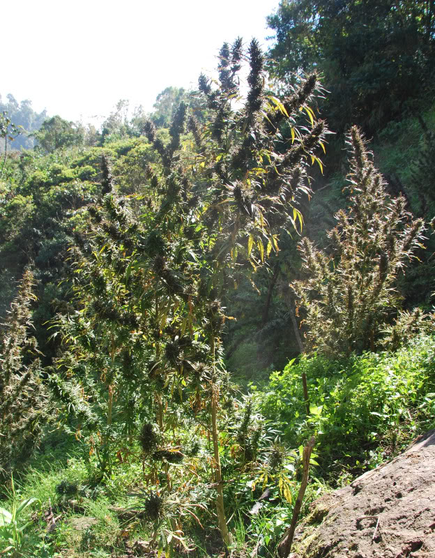 DSC_0050 Mangobiche.jpg