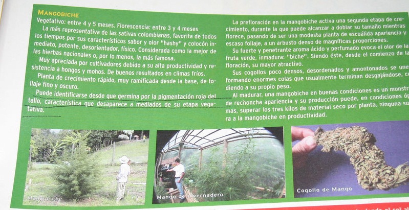 descriptivo mango biche.JPG