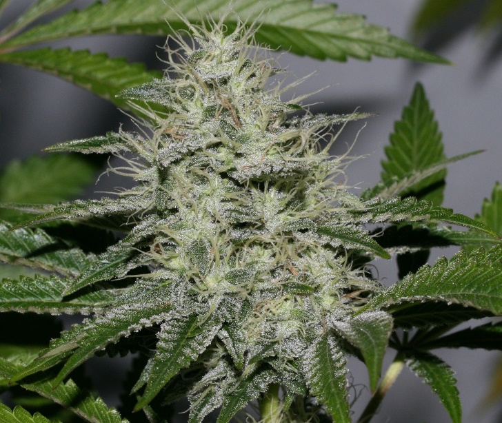 Kush MiX (2).JPG