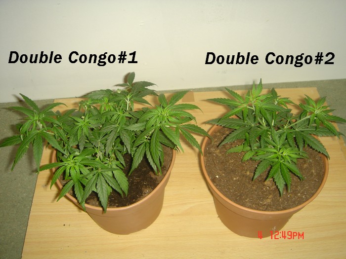 D.Congo #1 et#2    700x525.jpg