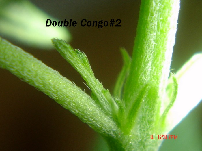 D.Congo#2 primordia    700x525.jpg