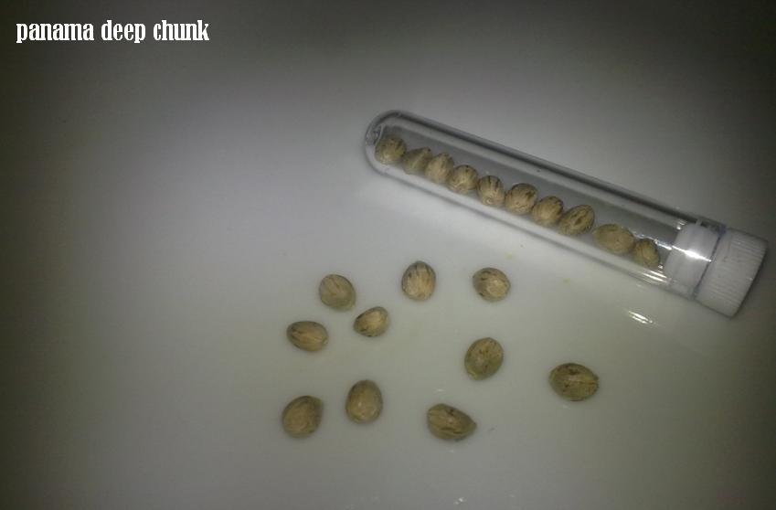 panama deep chunk.JPG