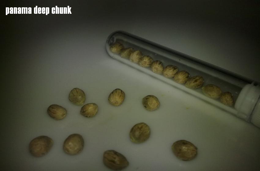 panama deep chunk 2.JPG