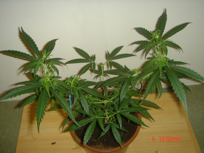 CongoxOTH#1  700x525.jpg