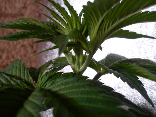 DSC00592_.jpg