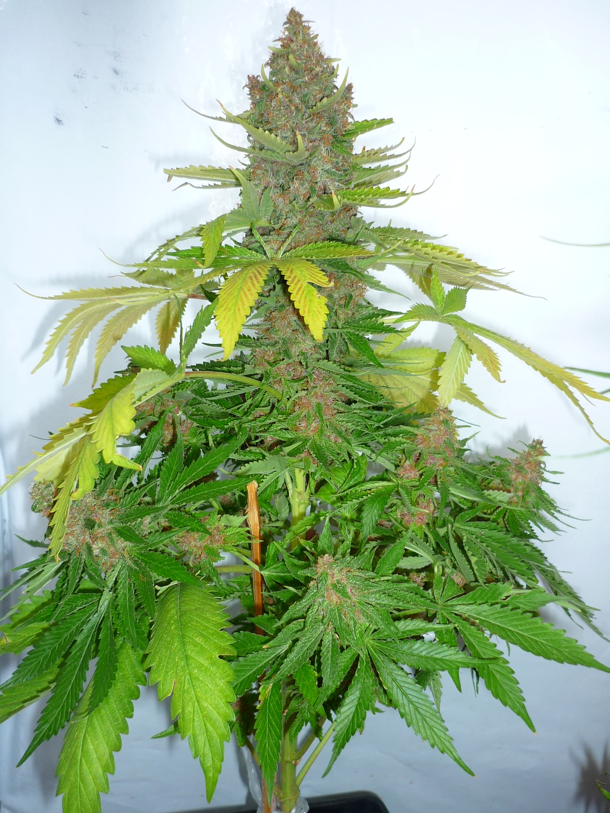 afghanchitral_012.JPG