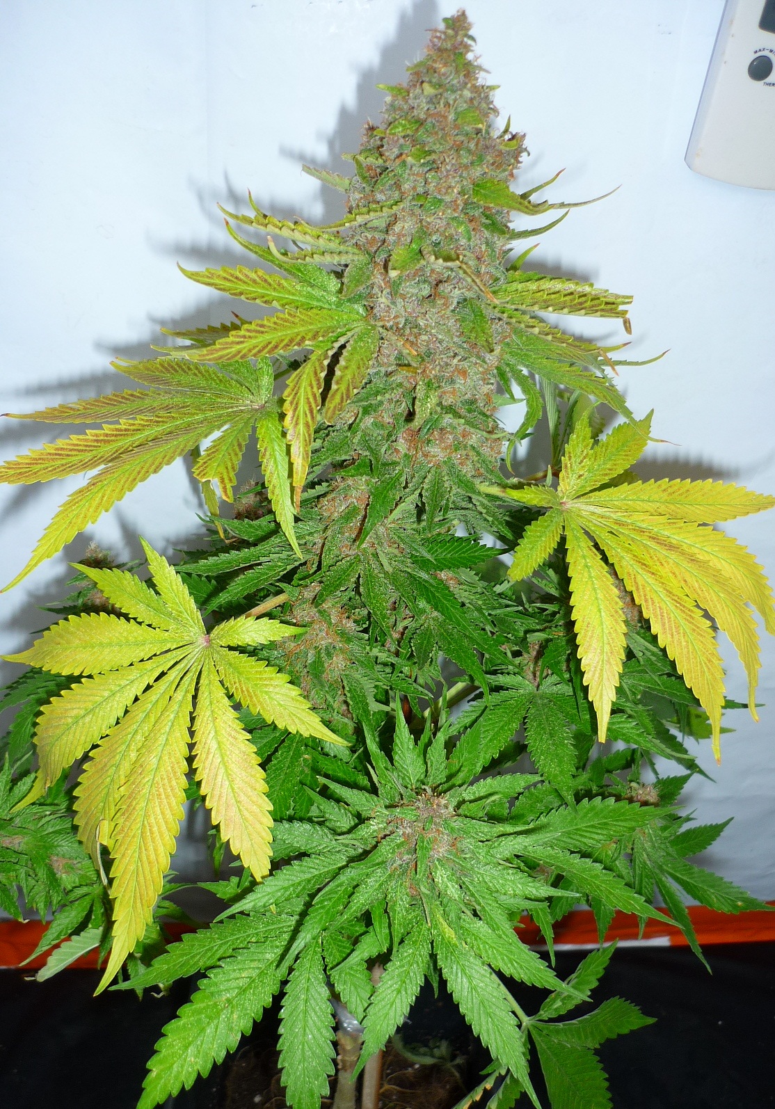 Afghanchitral_017.JPG