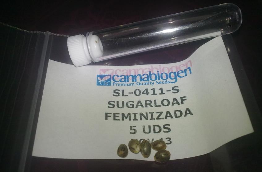 sugarloaf.JPG
