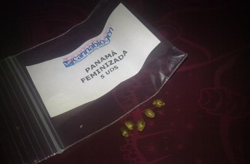 panama 2.JPG