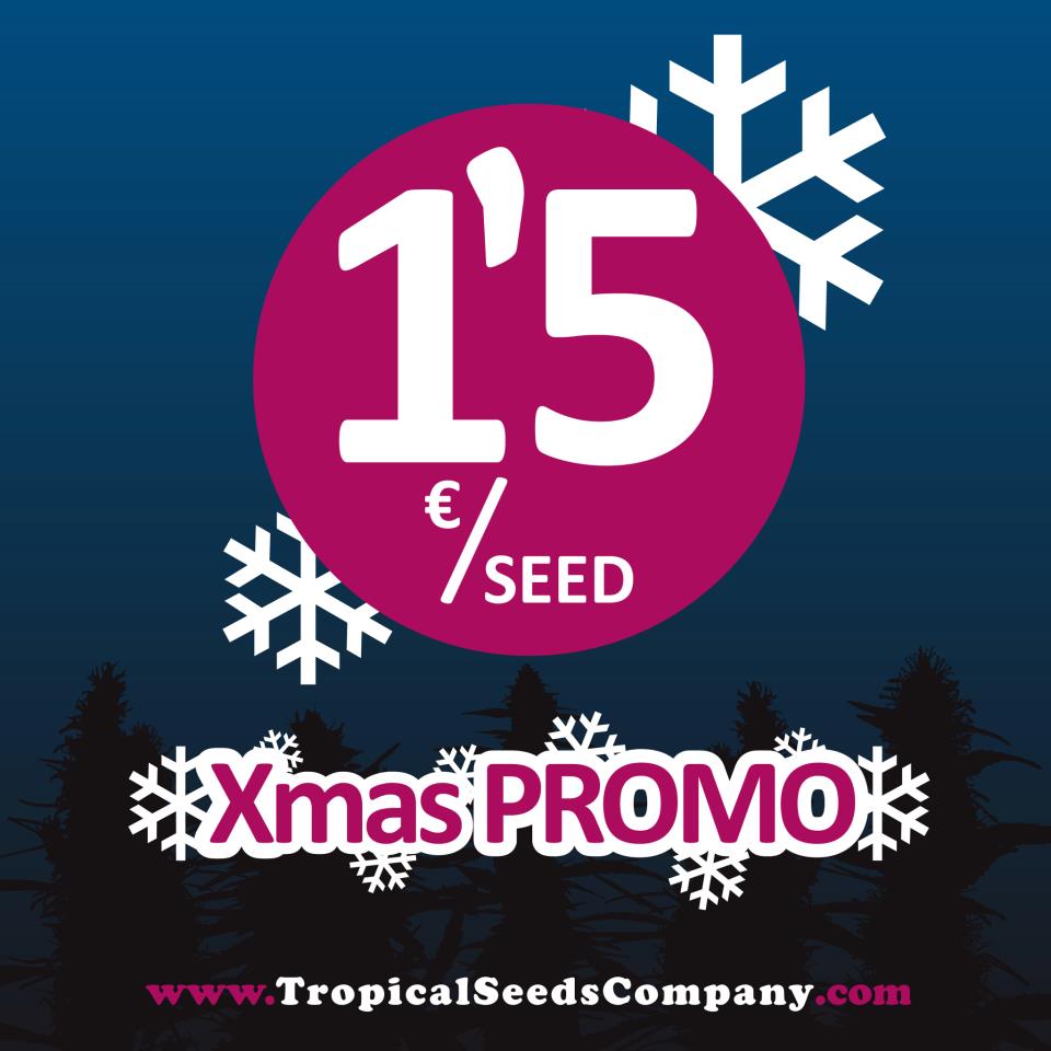promo navidad.jpg