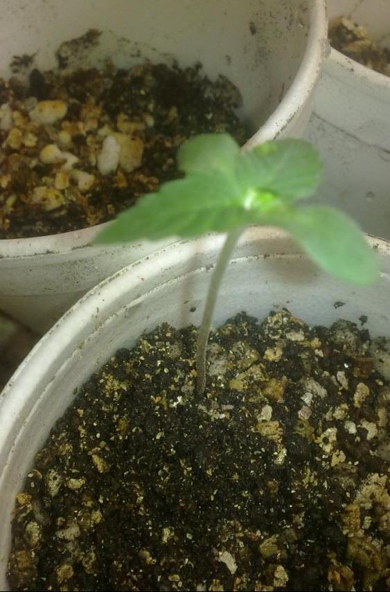 pdc 4 25-12-12.JPG