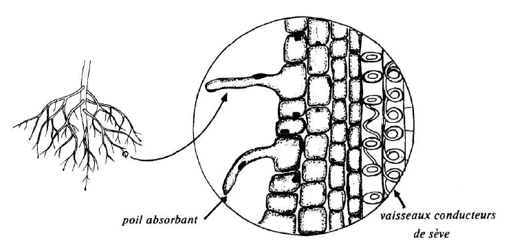 Poils_absorbants.PNG