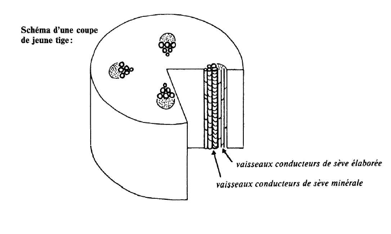 Schema coupe transversale.PNG