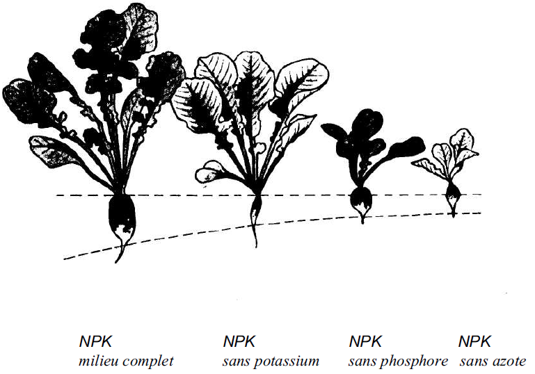 influence de la concentration en engrais sur le développement des plantes.PNG