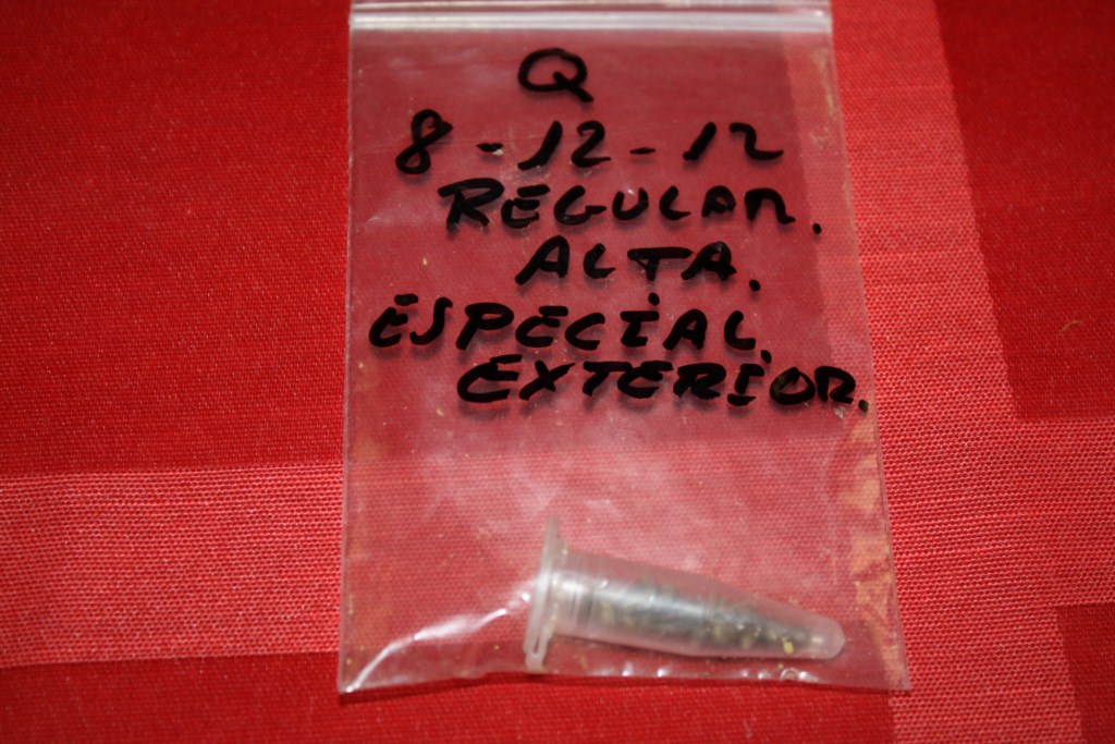 semillas de reina madre, seleccion parentales altos para exterio 007 [1024x768].JPG