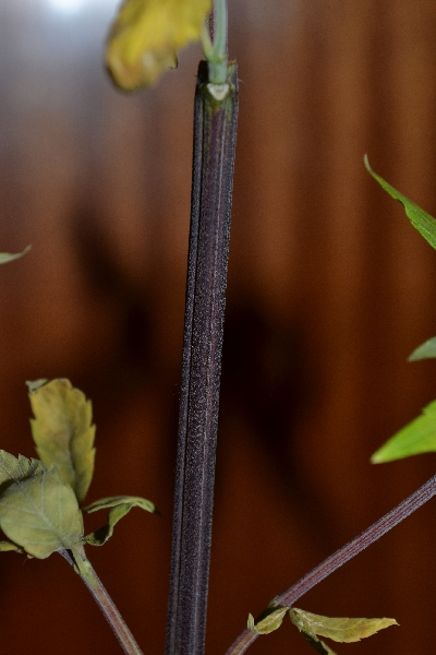 DSC_0417.jpg