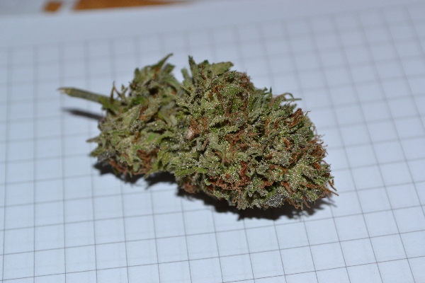 monkeyhaze witaker.jpg