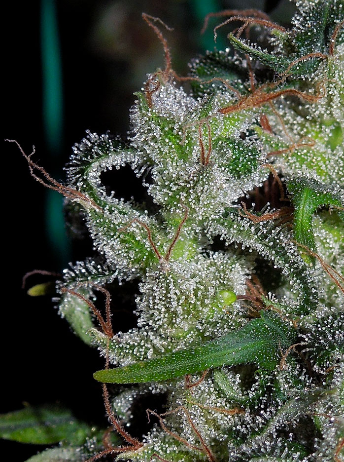 Zamaldelica Terpene detalle resina.jpg
