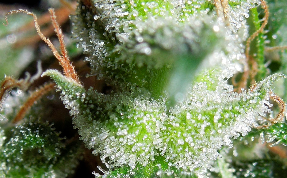 Zamaldelica Terpene detalle resina2.jpg