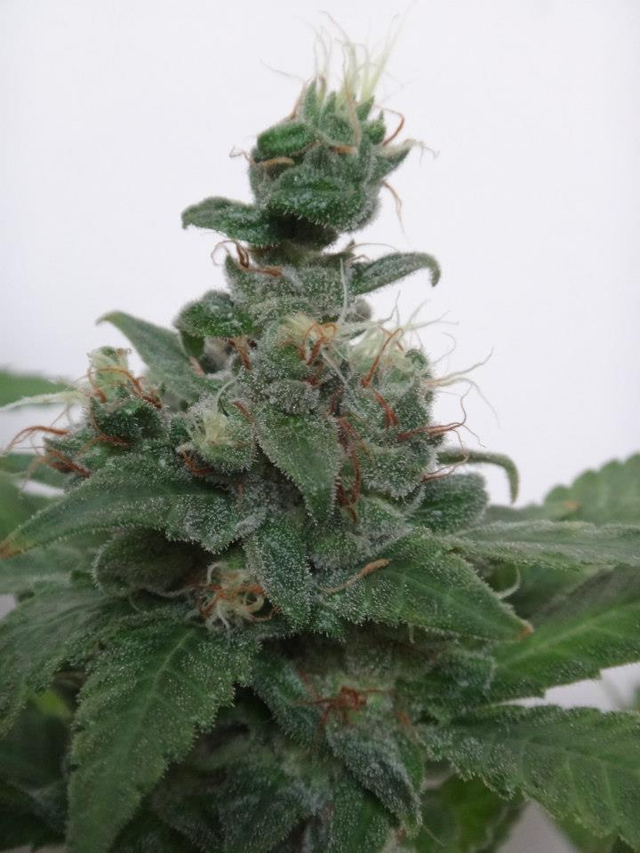 China fem clon2.jpg