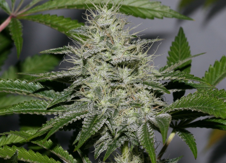 OG.Kush-LL x ECSD BX1.JPG
