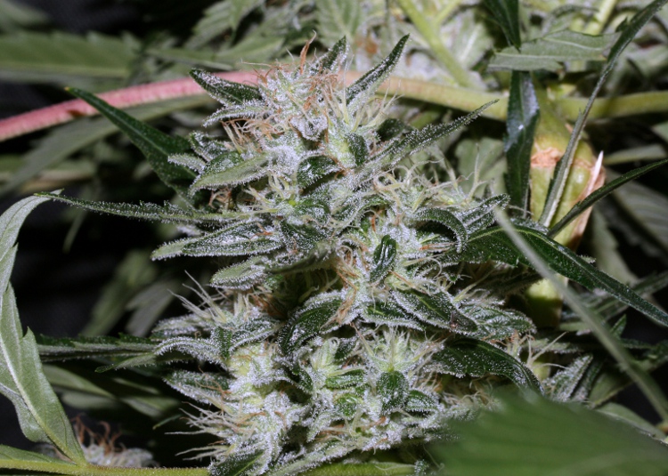 OG.Kush-LL1.1 x OG.Kush SFV BX1.JPG