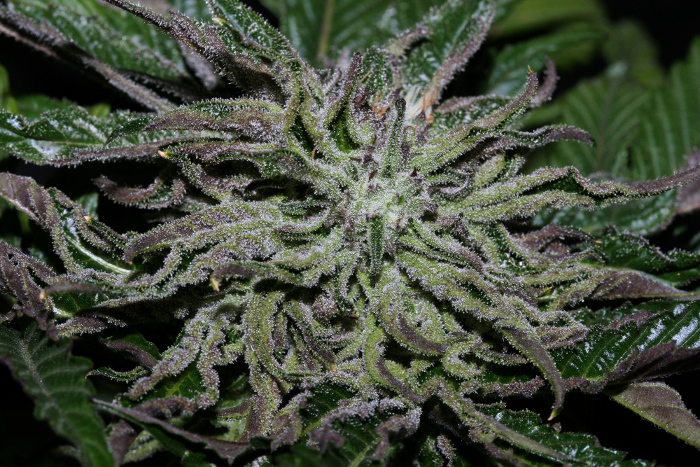 DeepChunk S1.JPG