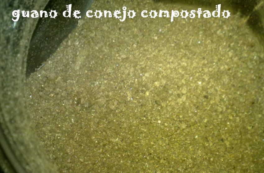 conejo.JPG