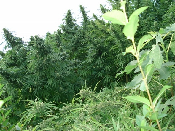 general2010.2 (630x473).jpg