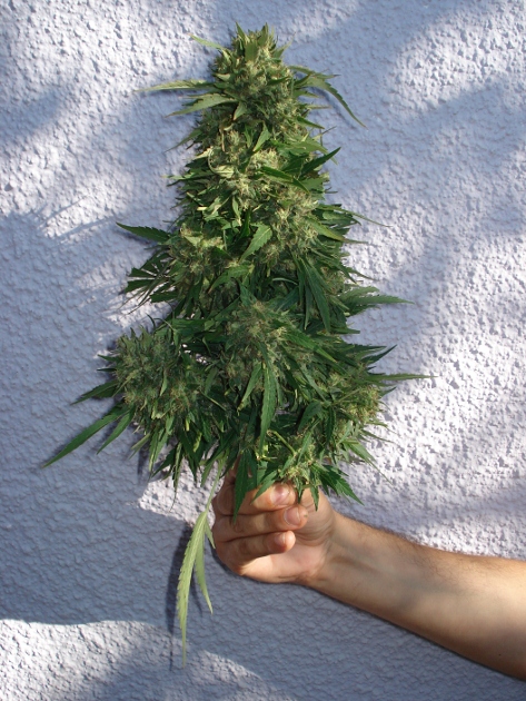 bluhaze (473x630).jpg