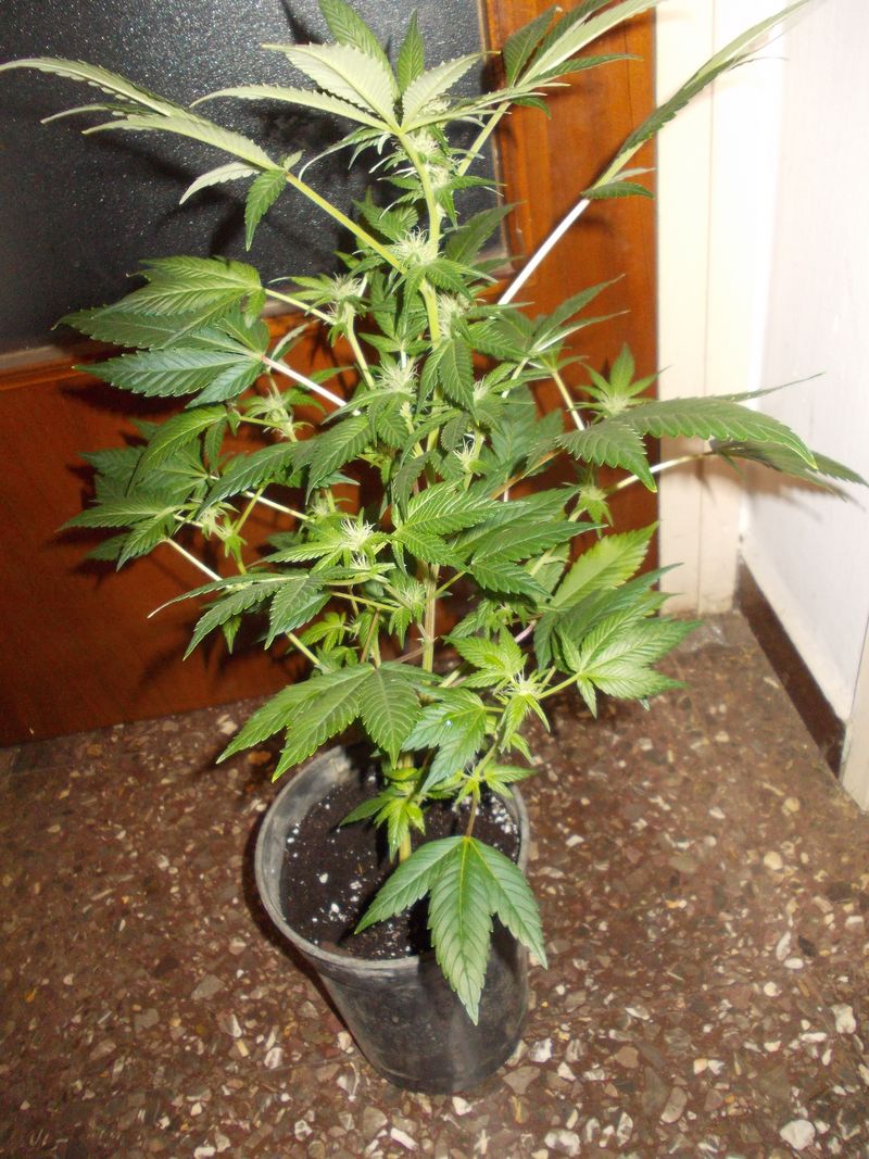 DSCN0163.JPG