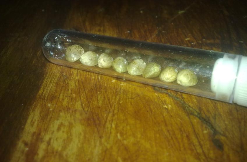 seeds.JPG