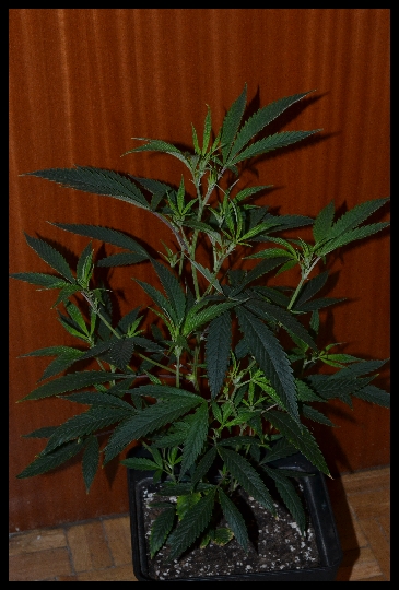kushage.jpg