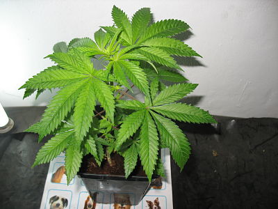 eddy x hh4_opt (1).jpg