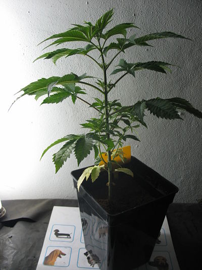 eddy x hh5_opt (1).jpg