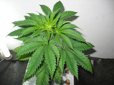 eddy x hh5_opt (2).jpg