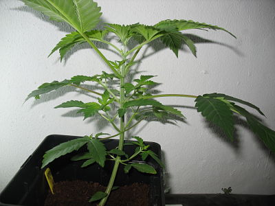 eddy x hh6_opt (2).jpg