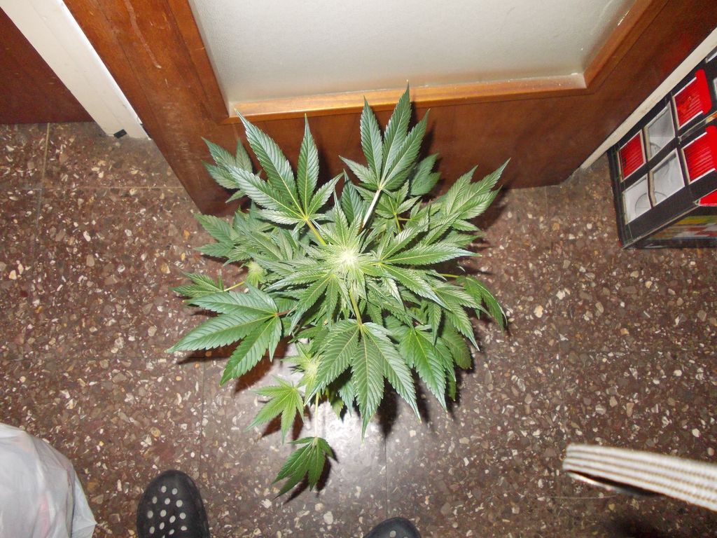 DSCN0274.JPG