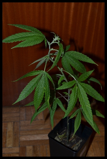 DSC_0559.jpg