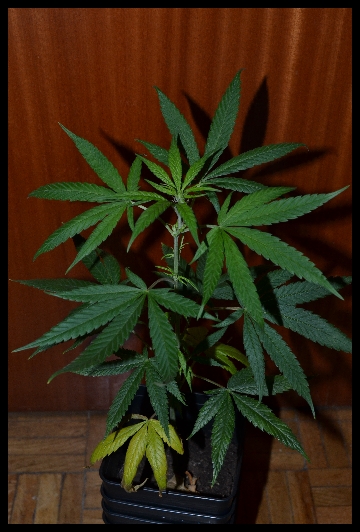 DSC_0569.jpg