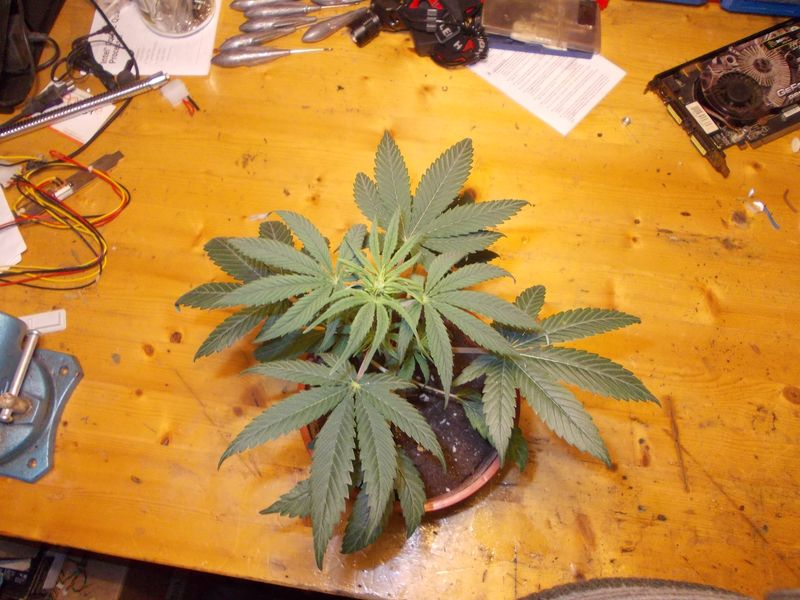 DSCN0286.JPG
