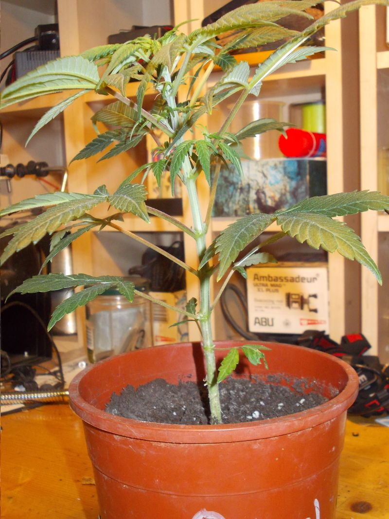 DSCN0293.JPG